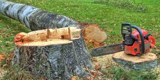 How Our Tree Care Process Works  in  Tukwila, WA
