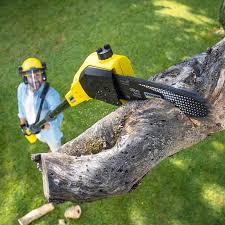 Best Tree Risk Assessment  in Tukwila, WA