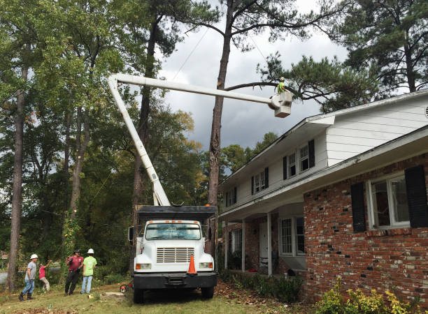 Best Tree Preservation Services  in Tukwila, WA